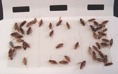 바퀴벌레 종류별 특징 (한국에서 흔한 종)