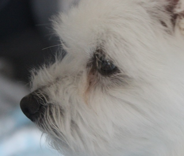 우리 강아지 눈곱, 괜찮은 걸까? 색깔로 알아보는 건강 적신호!