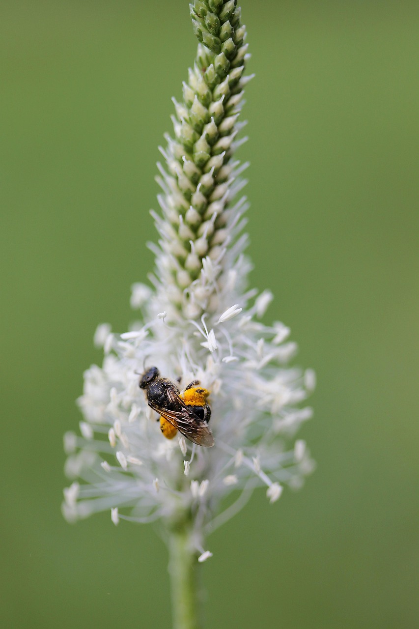 차전자피에 대한 모든것 알아보기