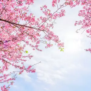 벚꽃 개화 시기