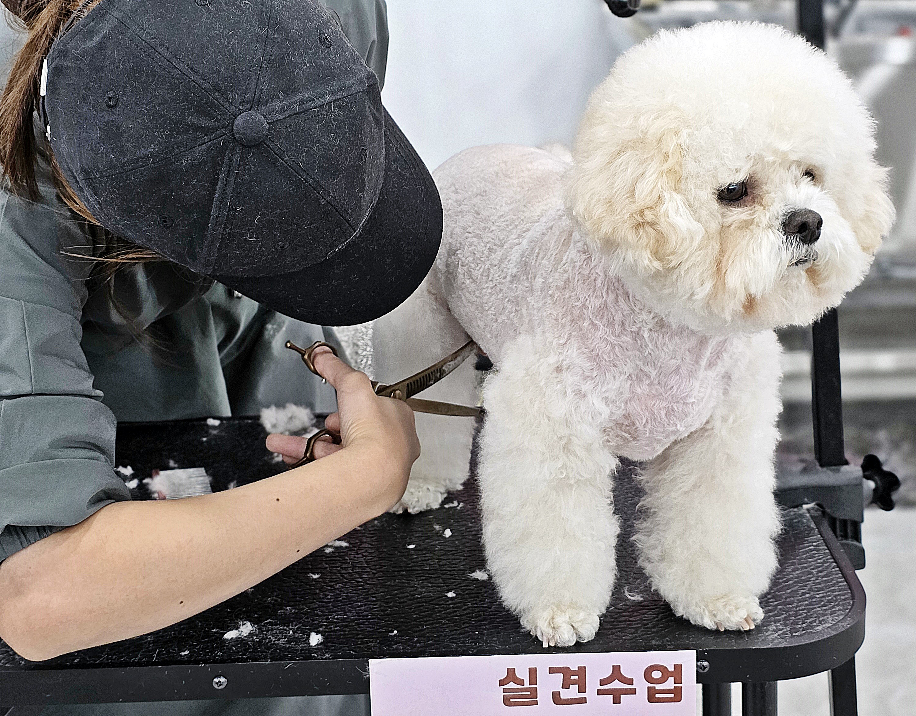 부산진구애견미용학원