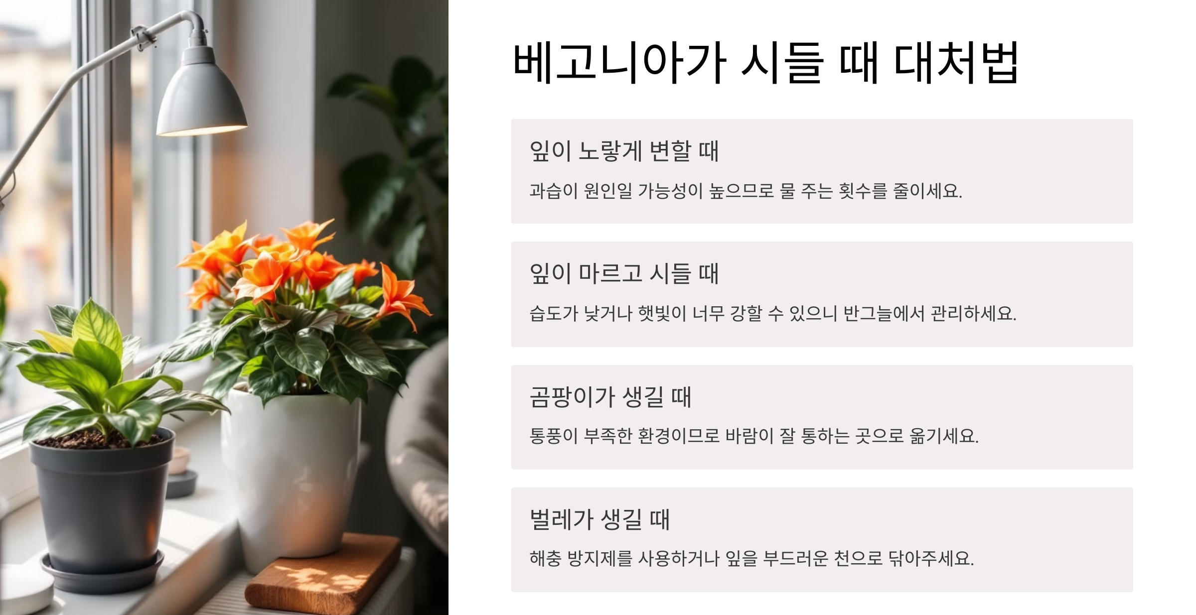 베고니아 꽃 사진