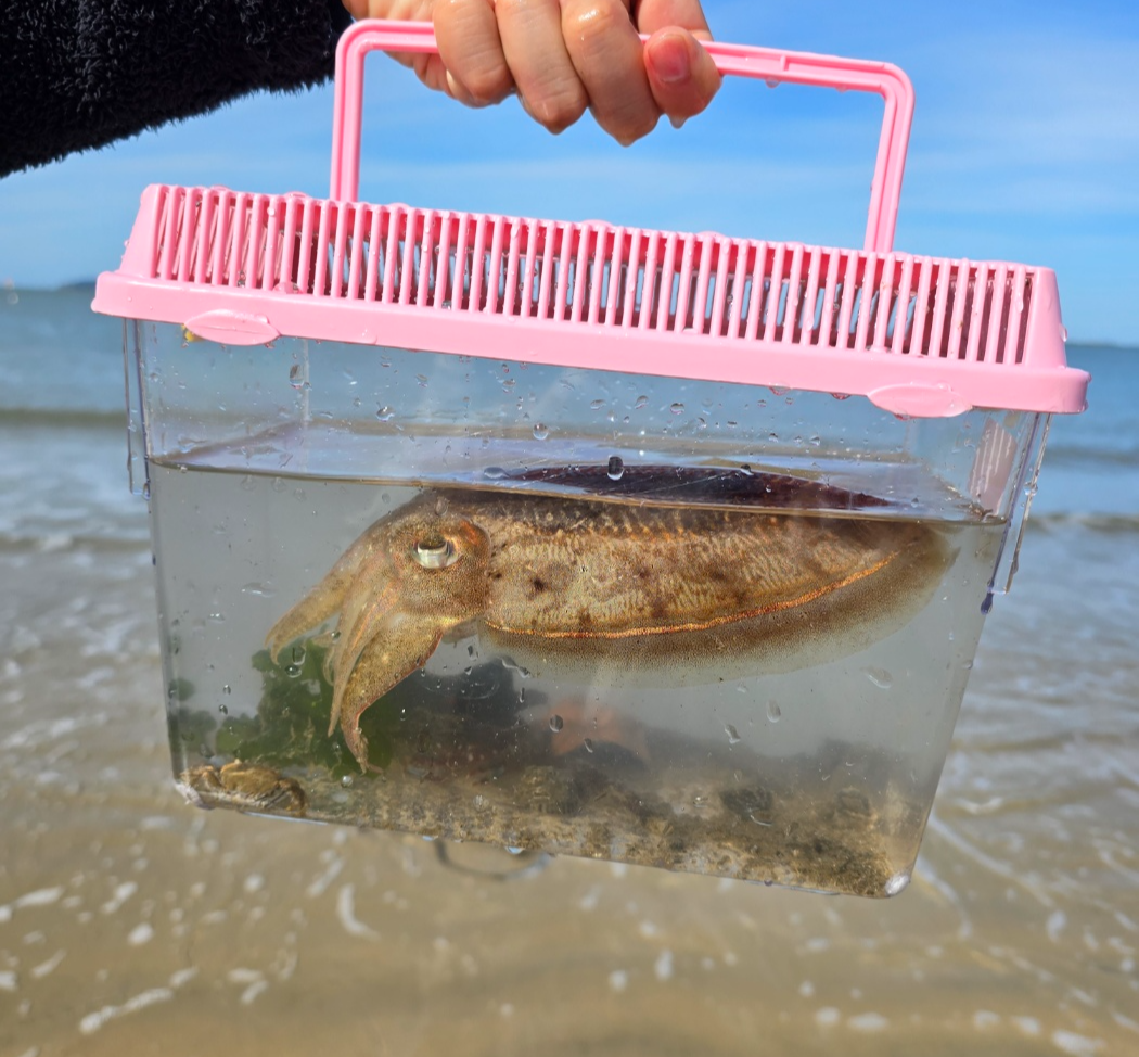 채집통에 가득 들어간 갑오징어