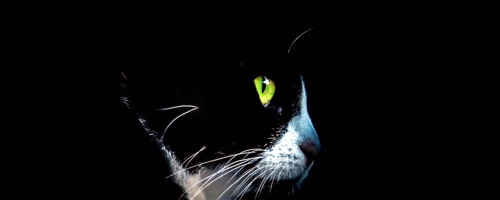 고양이 만지는 법 9