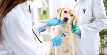 강아지사진/출처:어도비스톡