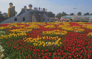 태안튤립박람회