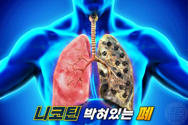 니코틴 배출 음식 니코틴배출기간