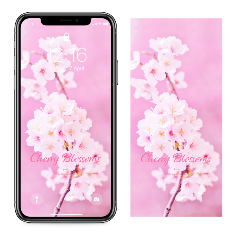 02 연분홍 벚꽃가지 C - Cherry Blossoms 봄배경화면