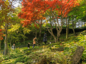 화담숲 예약 방법&amp;#44; 모노레일 시간