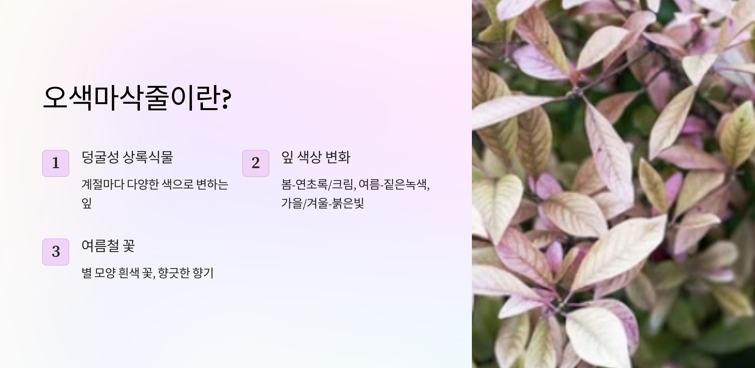 오색마삭줄 사진