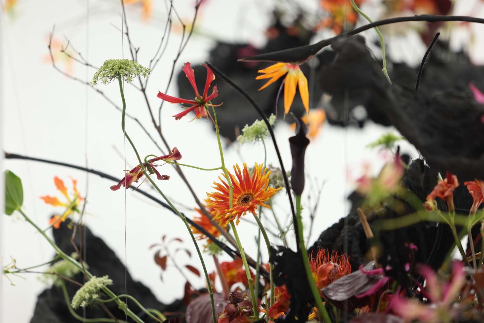 2025 고양국제꽃박람회 이미지