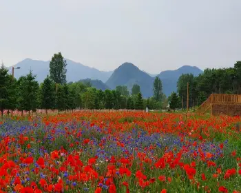 자라섬 꽃축제_17