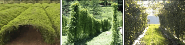 오미자-재배법-수형관리-하우스아치형-울타리형-덕형-줄기-유인방법