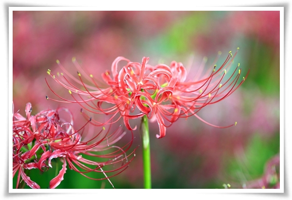 화초 "꽃무릇" 잎 없는 꽃, 가을 정원의 매혹적인 붉은 여왕!