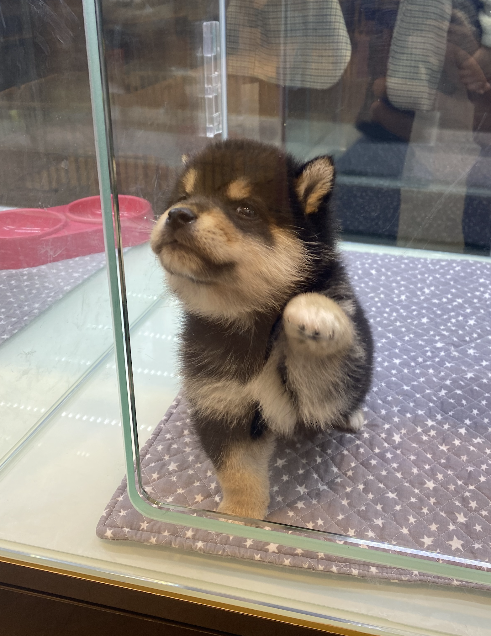 시바견 장점과 단점