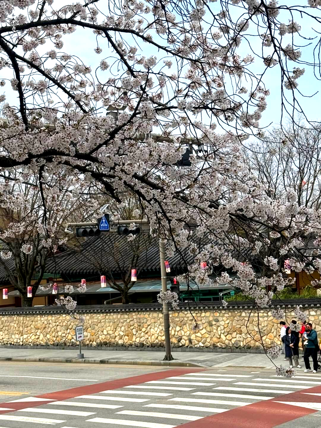 남원 벚꽃 거리 산책 코스