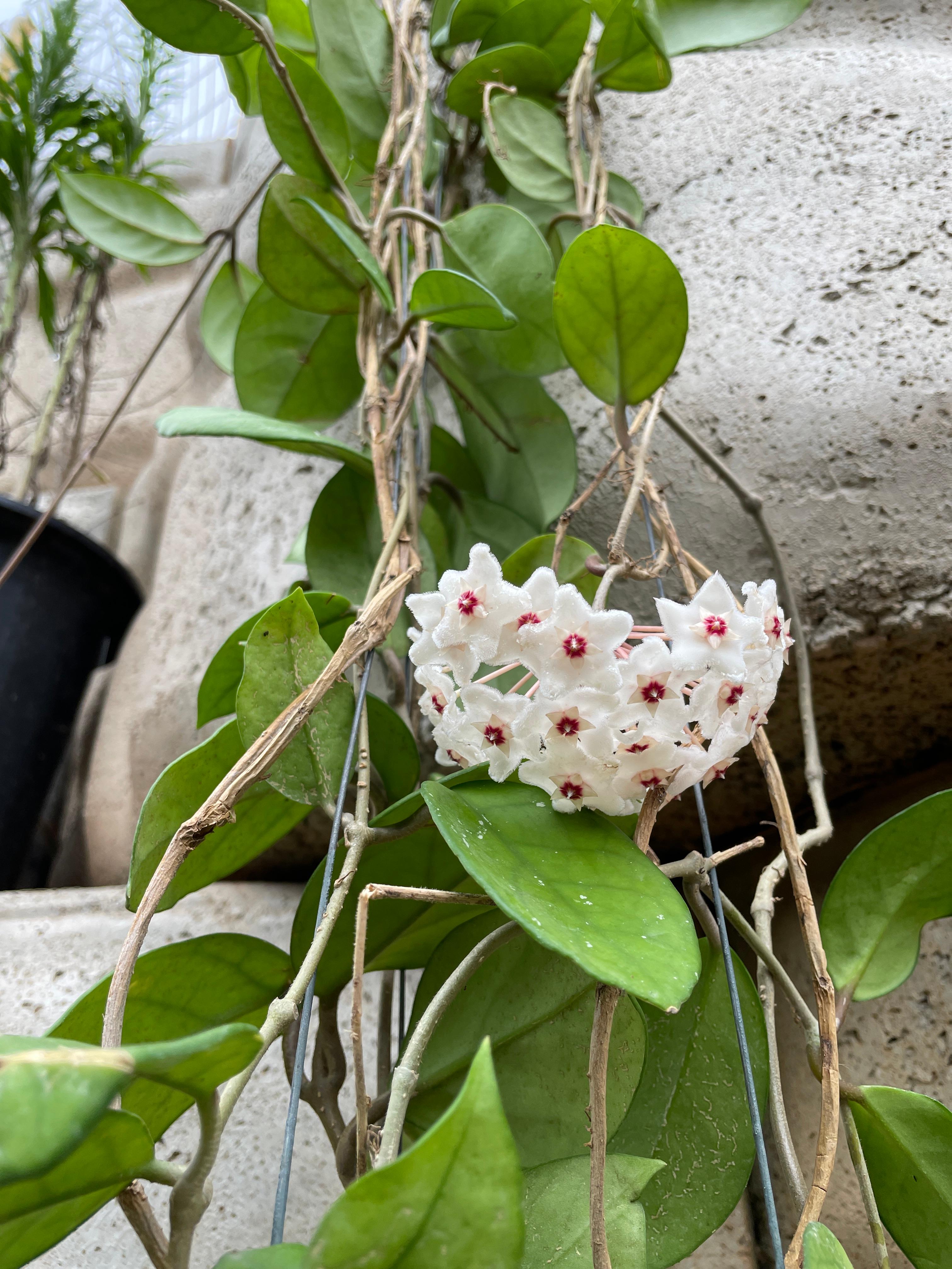 호야 카노사 걸이 키우기 공기정화식물 공중걸이 화분