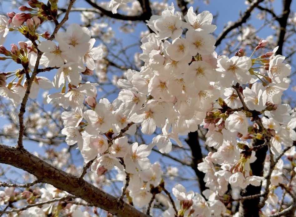 봄, 연인과 함께 떠나는 로맨틱 국내 여행지 추천