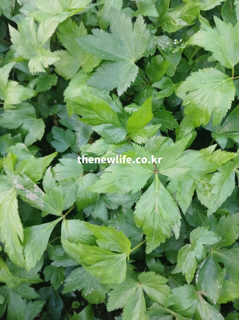 당귀잎 실물 클로즈업 – 신선한 당귀잎의 형태와 구조