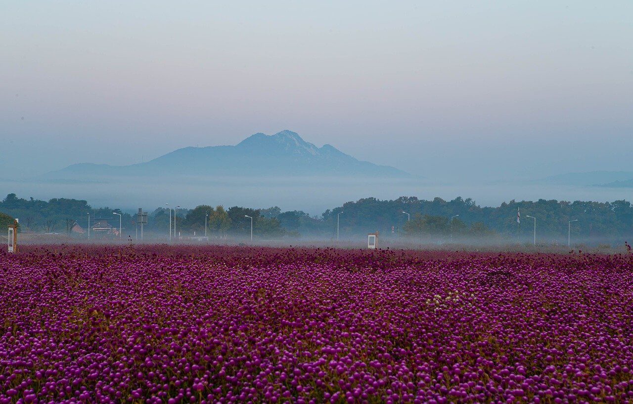 양주시 천일홍 축제 천만송이 일정 입장료 주차장 프로그램