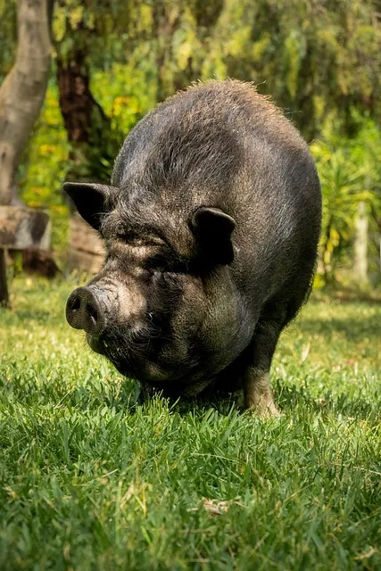 제주 흑돼지 거리 추천 고기집과 대기시간 정보_3