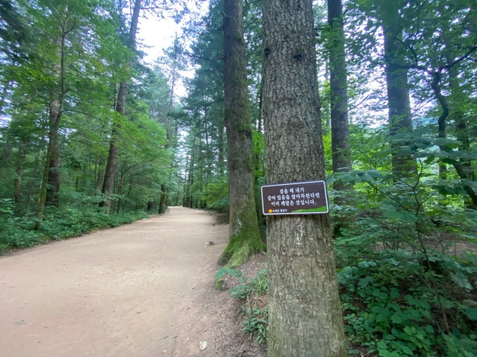 월정사 전나무숲 이미지