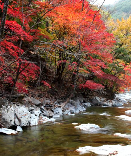 강원도 2025 단풍 산행 추천 코스 ❘ 설악산&middot;오대산&middot;치악산 절정 시기 안내