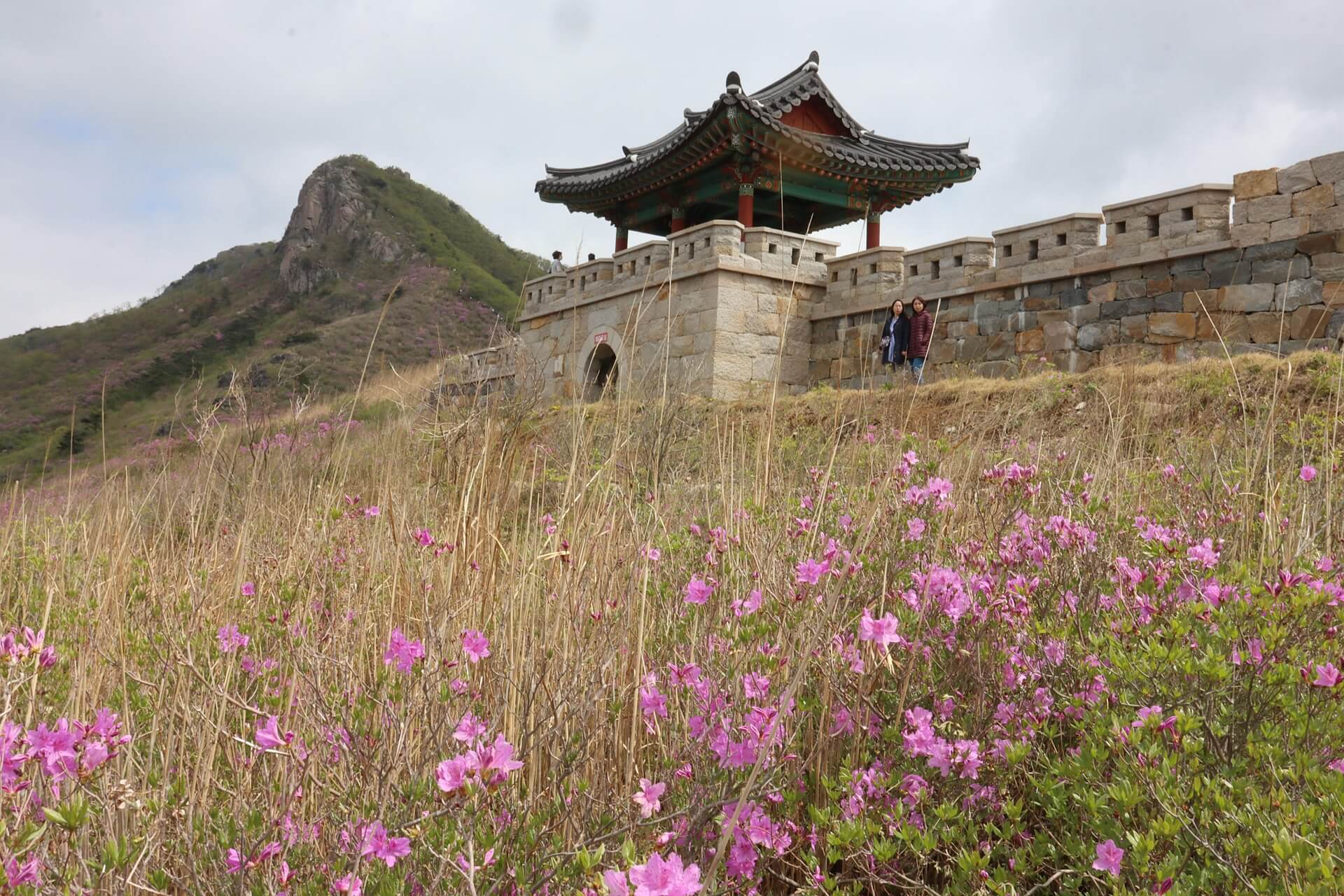 철쭉과 영산홍의 차이