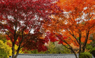 기차여행 단풍특선 추천