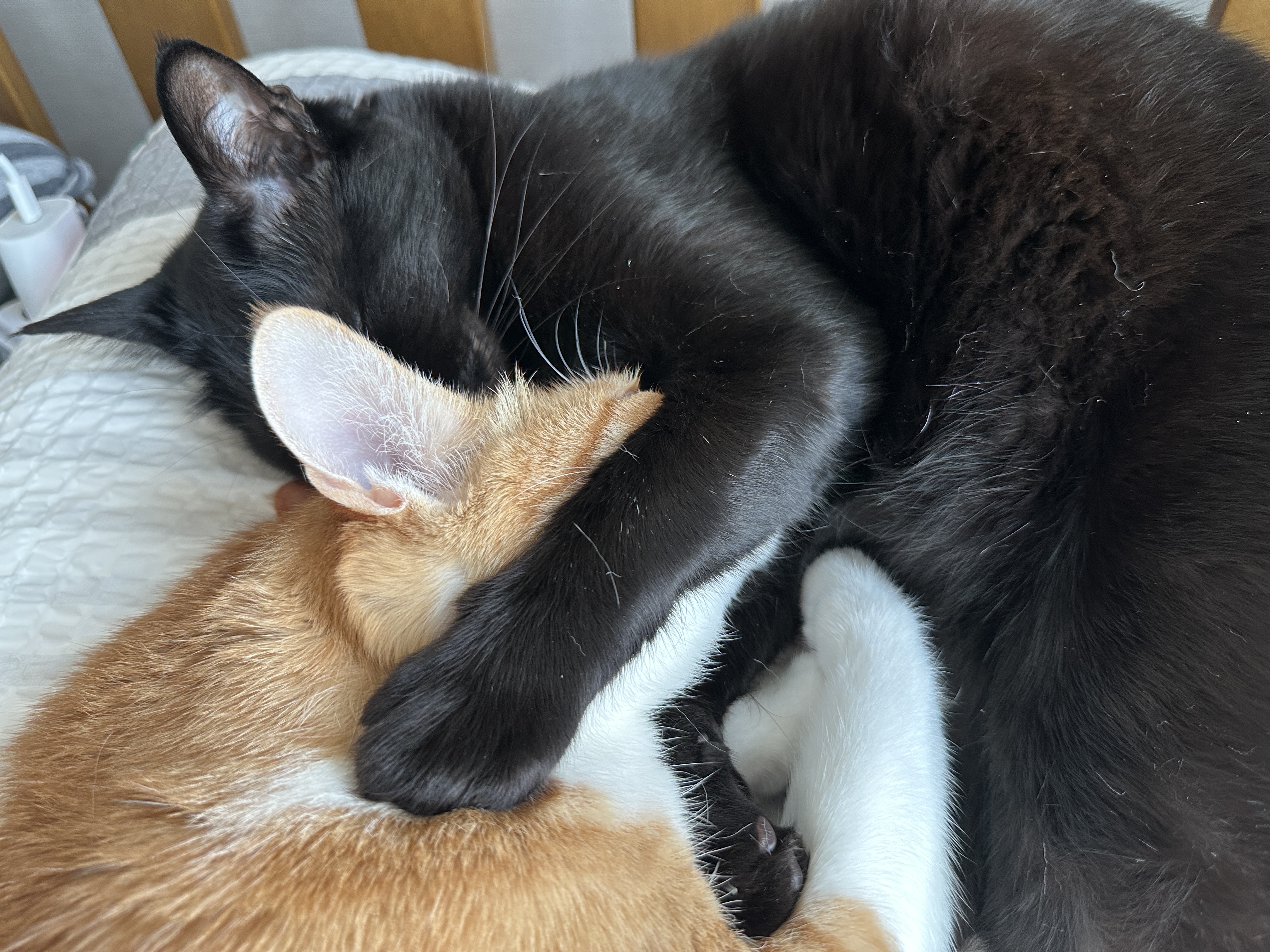 다정하게 끌어안고 자는 고양이들 (feat. 올블랙 건이와 치즈냥이 호야)