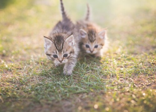 고양이8