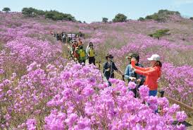  제 28회 비슬산 참꽃문화제 특징