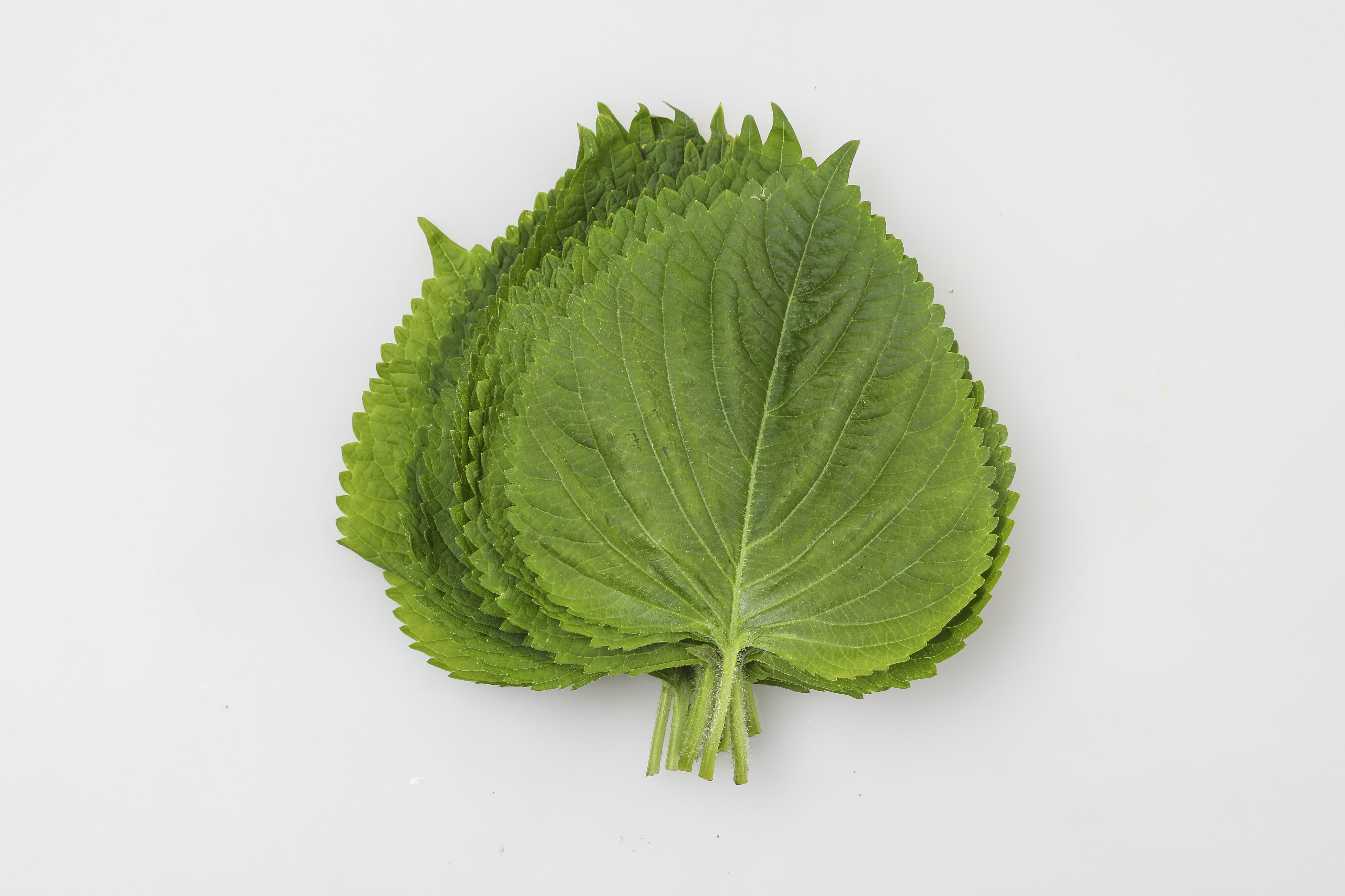 야생에서 채취를 한 깨의 잎인 깻잎을 깨끗이 세척을 해서 여러 장 포개서 흰색 바닥 위에 놓고 찍은 사진