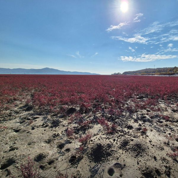 석모도 칠면초 군락지