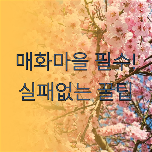 광양 매화마을 3월 여행 일정 축제 ..