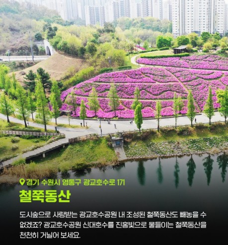 [봄꽃구경] 서울 근교 봄나들이 갈만한 곳 철쭉동산