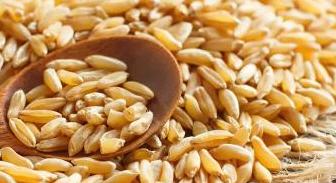 카무트-효능-9가지-부작용-먹는-방법