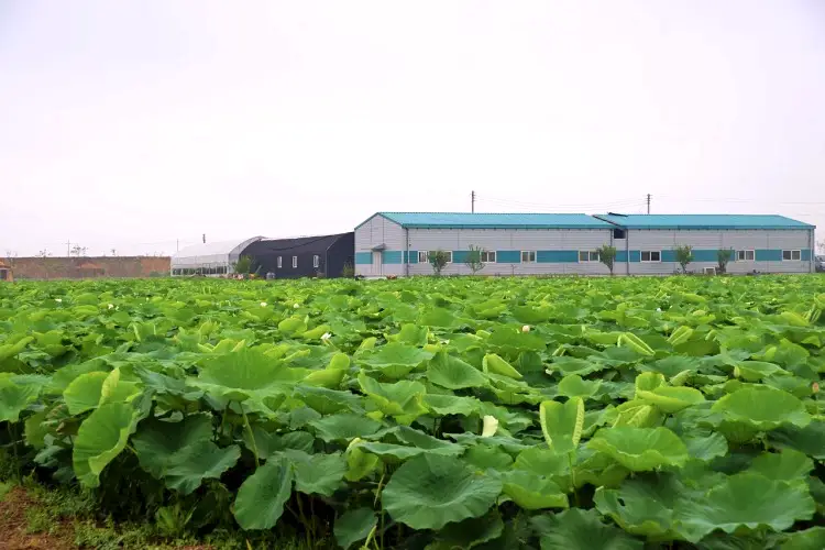 생방송오늘저녁 경기 김포 무농약 친환경 연근 연잎 연자 연꽃 전국 택배 온라인 전화 주문 추천