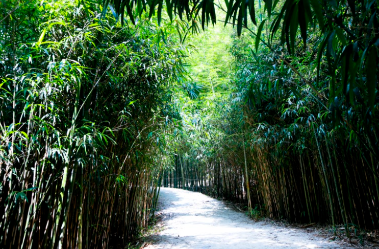 대나무숲길담양