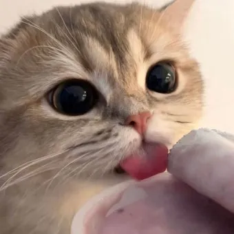 고양이 사진 실내 소음 최소 초점 고정 눈빛 살리기_7