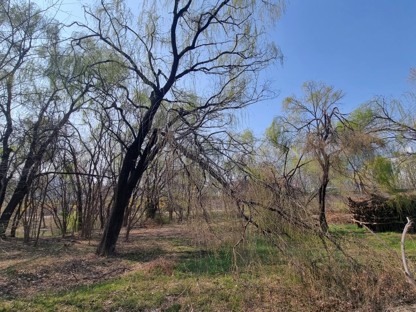 여의도 샛강 생태공원 여의도 벚꽃축제