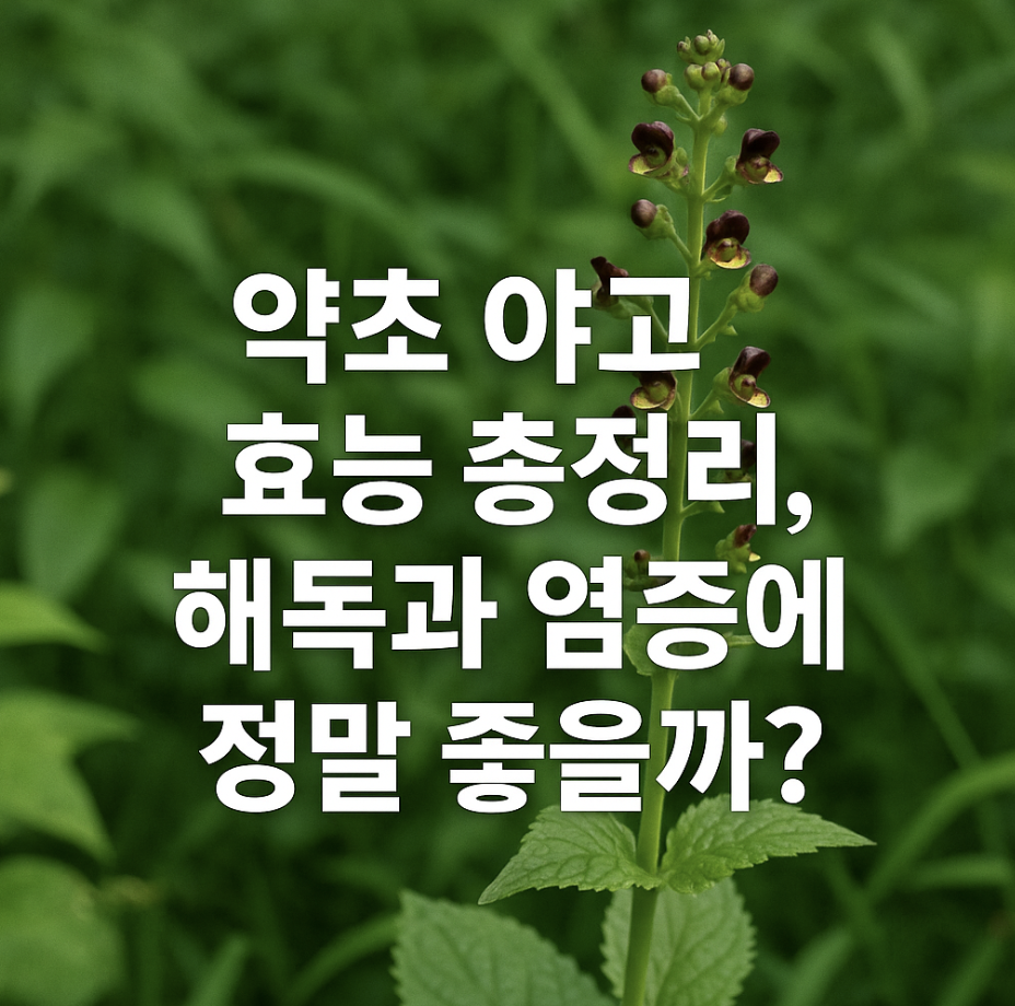 약초 야고 효능 총정리, 해독과 염증에 정말 좋을까?