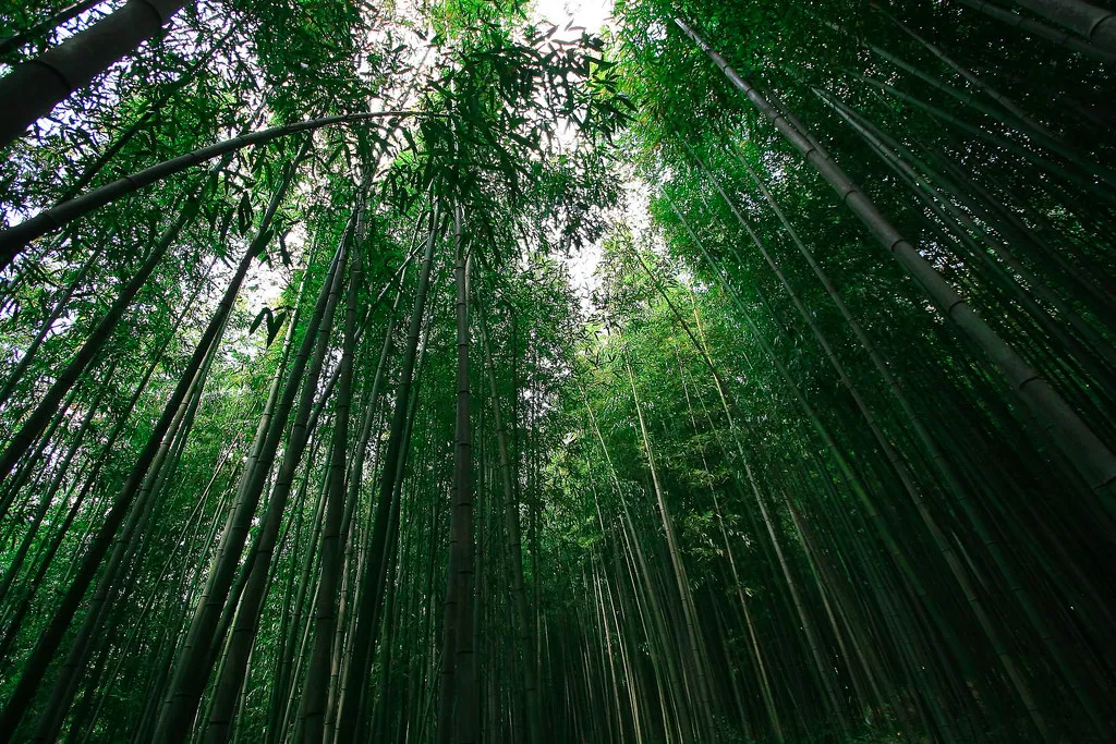 담양 죽녹원 소아르호텔 숙박 맛집_2