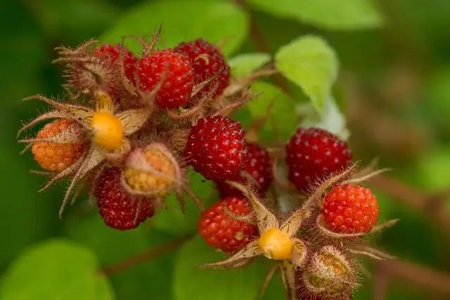 raspberry-4797395_640