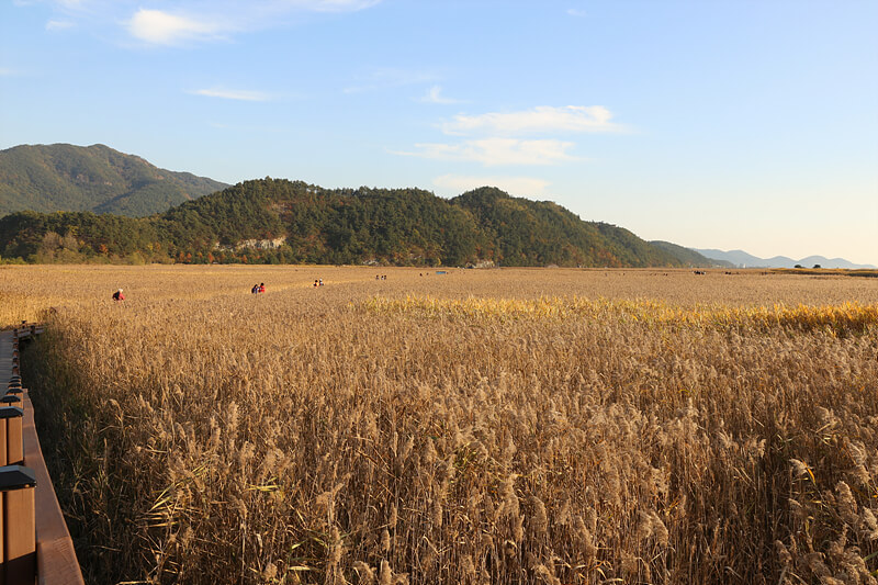 순천만갈대축제