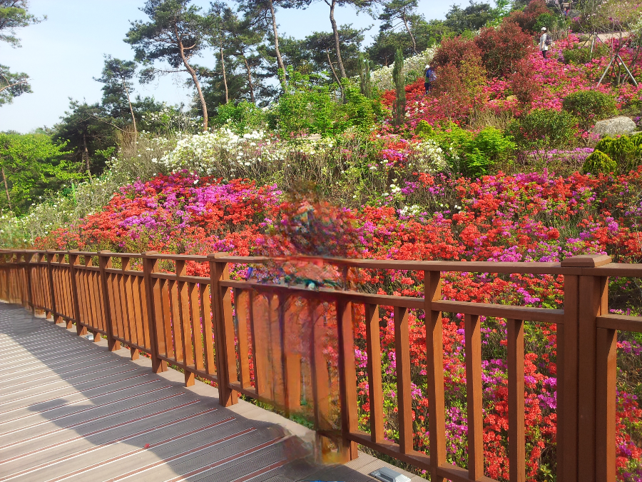 4월에 피는 꽃 철쭉