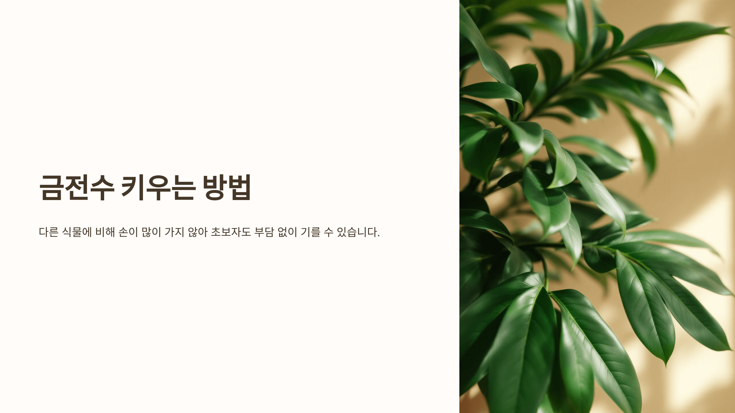 금전수와 관련된 사진입니다.