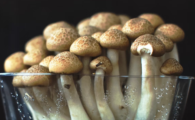 표고 버섯 효능 : 함염