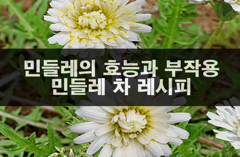 민들레