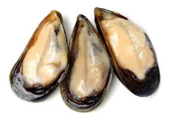 홍합 효능 및 영양성분&amp;#44; 가격